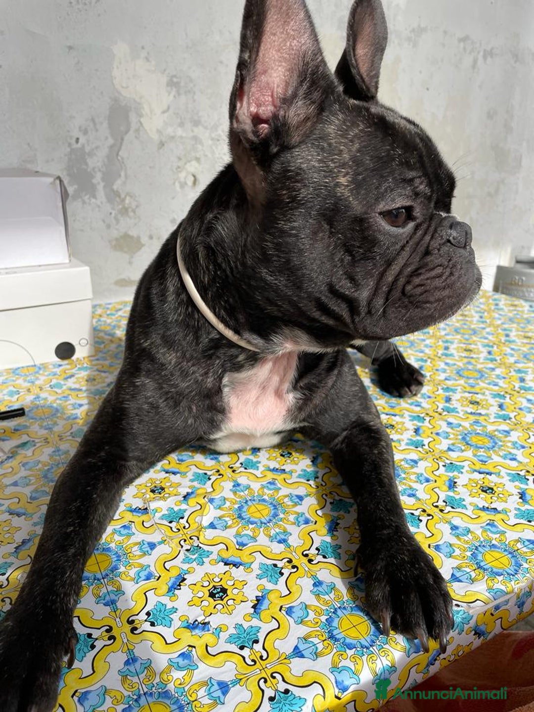 Bulldog Francese cani per accoppiamento: Disponibile bulldog francese per monta bringee  - Annuncio 3