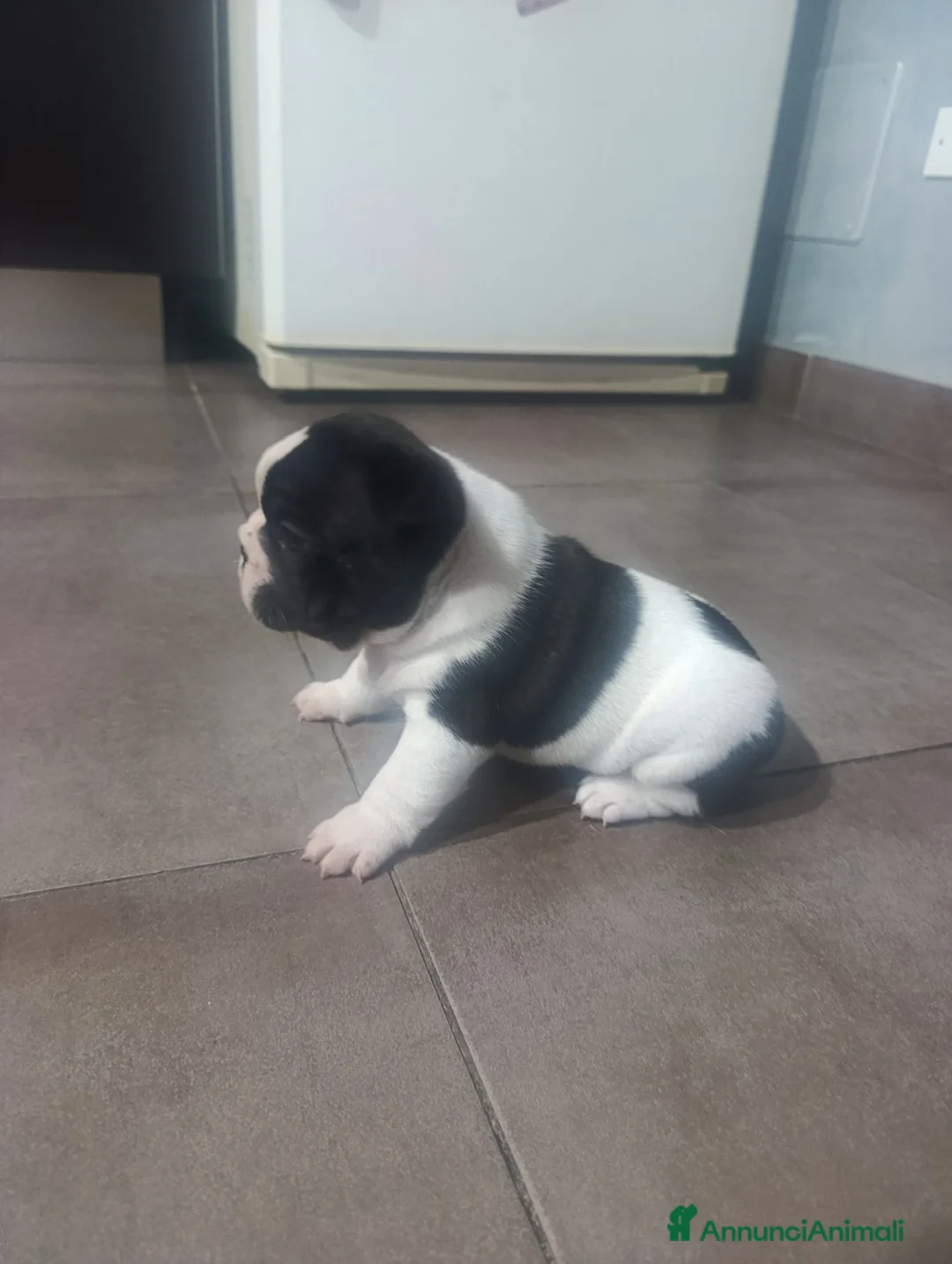 Bulldog Francese cani in vendita: Cuccioli di bulldog francese  a Città metropolitana di Palermo - Annuncio 2