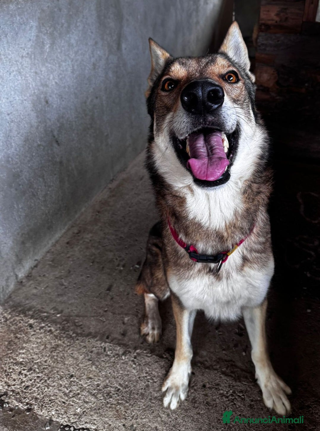 Lupo Cecoslovacco cani in regalo: Teo .. - Annuncio 1