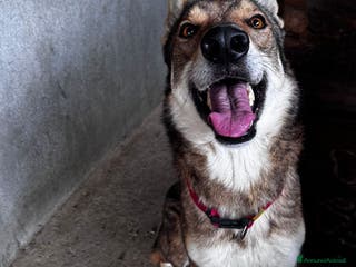 Lupo Cecoslovacco cani Teo .. - Annuncio 4