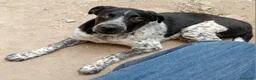 Meticcio cani in regalo: YUKI ASPETTA UNA MAMMA  a Provincia di Varese - Annuncio 3