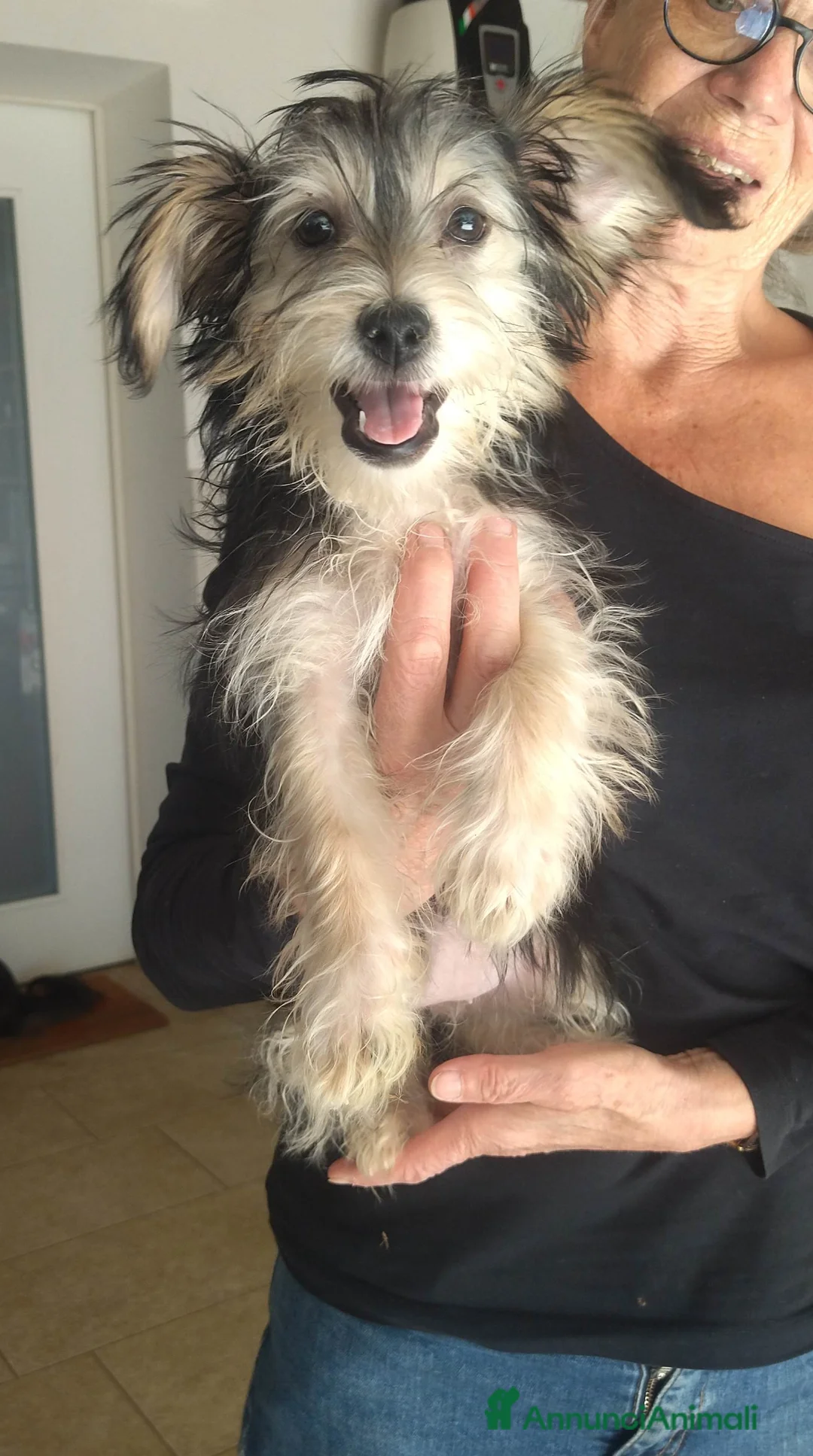 Meticcio cani in regalo: CUCCIOLA TG PICCOLA - Annuncio 1