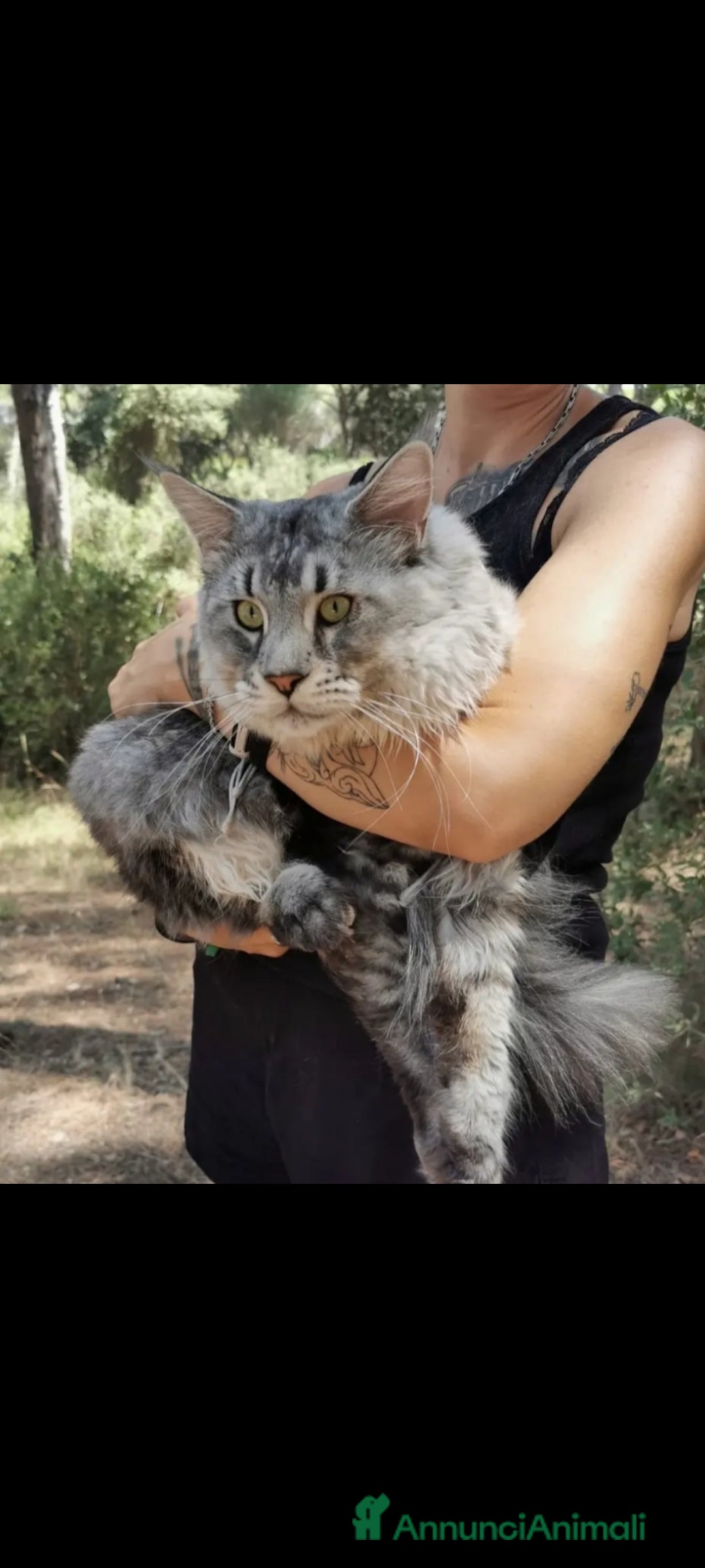 Maine Coon gatti per accoppiamento: Maine Coon disponibile per monta a Provincia di Brescia - Immagine 2