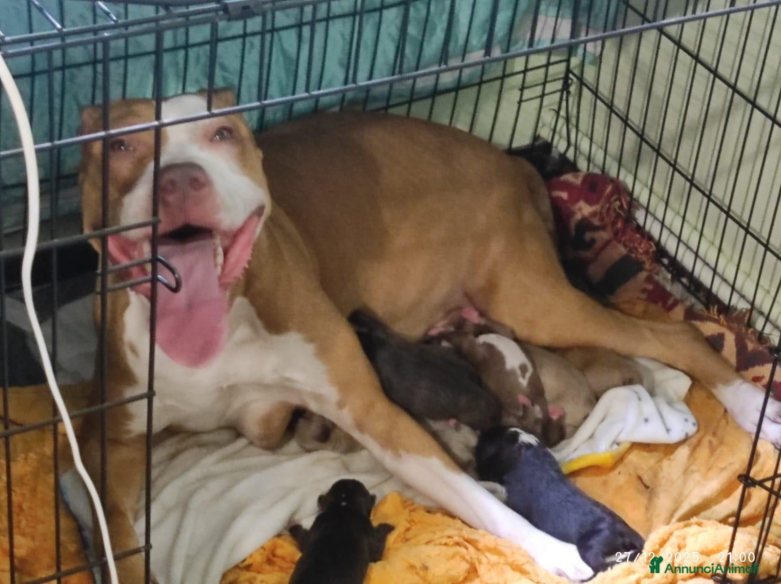 Pitbull cani Cuccioli American Pitbull terrier  - Annuncio 4
