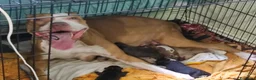 Pitbull cani in vendita: Cuccioli American Pitbull terrier  a Città metropolitana di Milano - Annuncio 1
