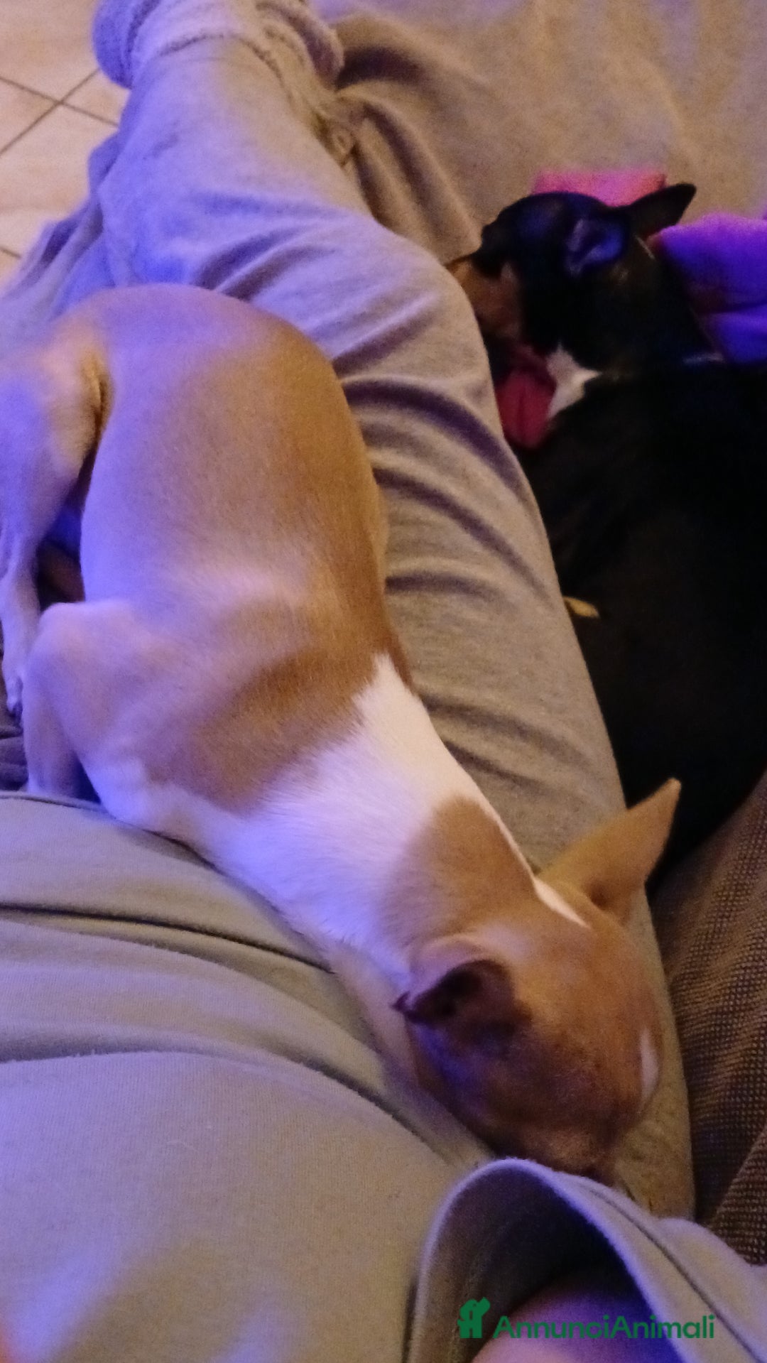 Chihuahua cani in vendita: Chihuahua cuccioli disponibili - Annuncio 3