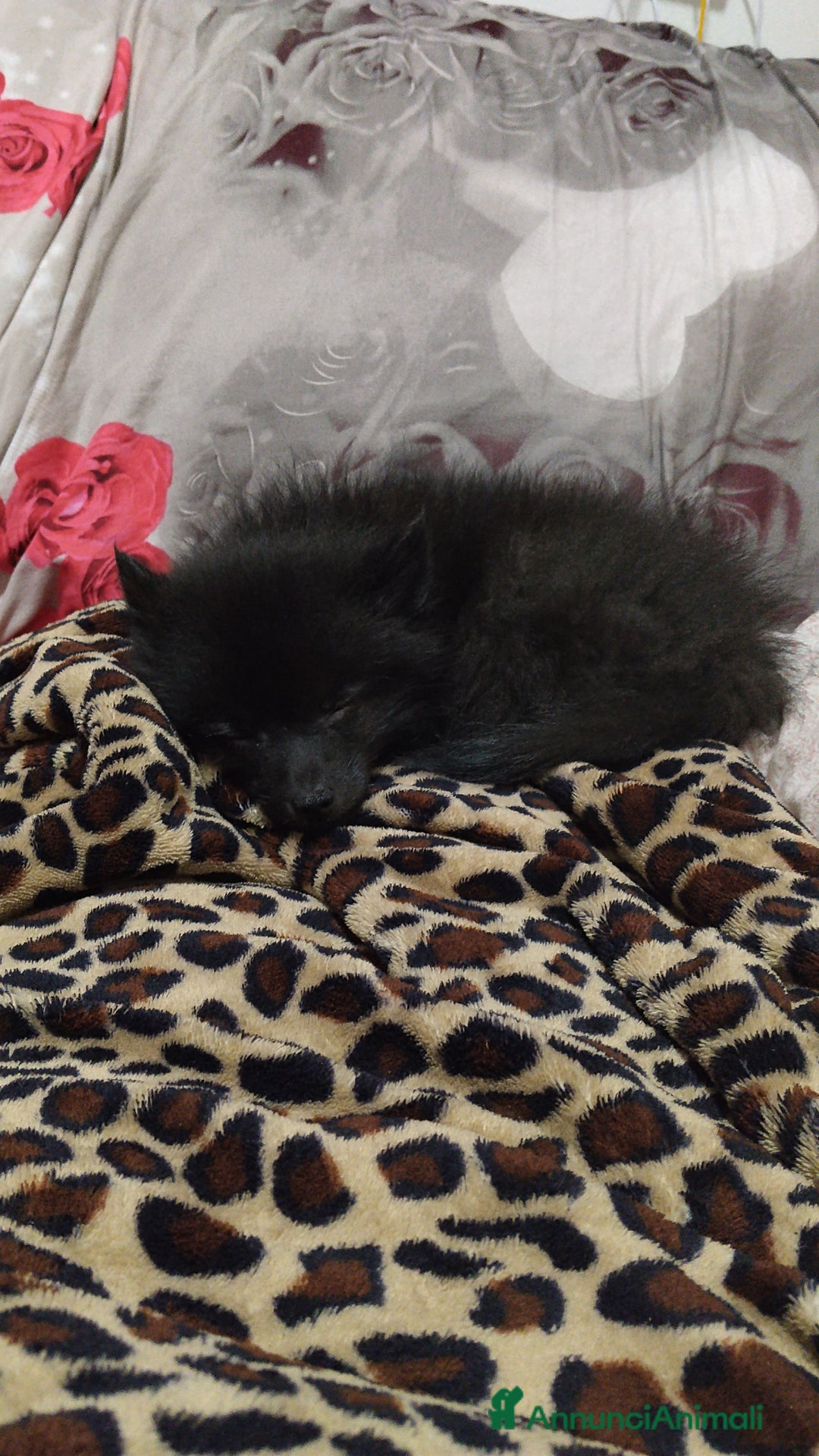 Spitz cani in vendita: Vendo cucciolo di spitz tedesco maschio  - Annuncio 2