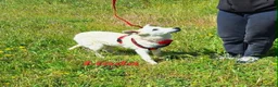 Meticcio cani in regalo: Linda dolce cucciola aspetta la sua famiglia. a Città metropolitana di Roma Capitale - Annuncio 5