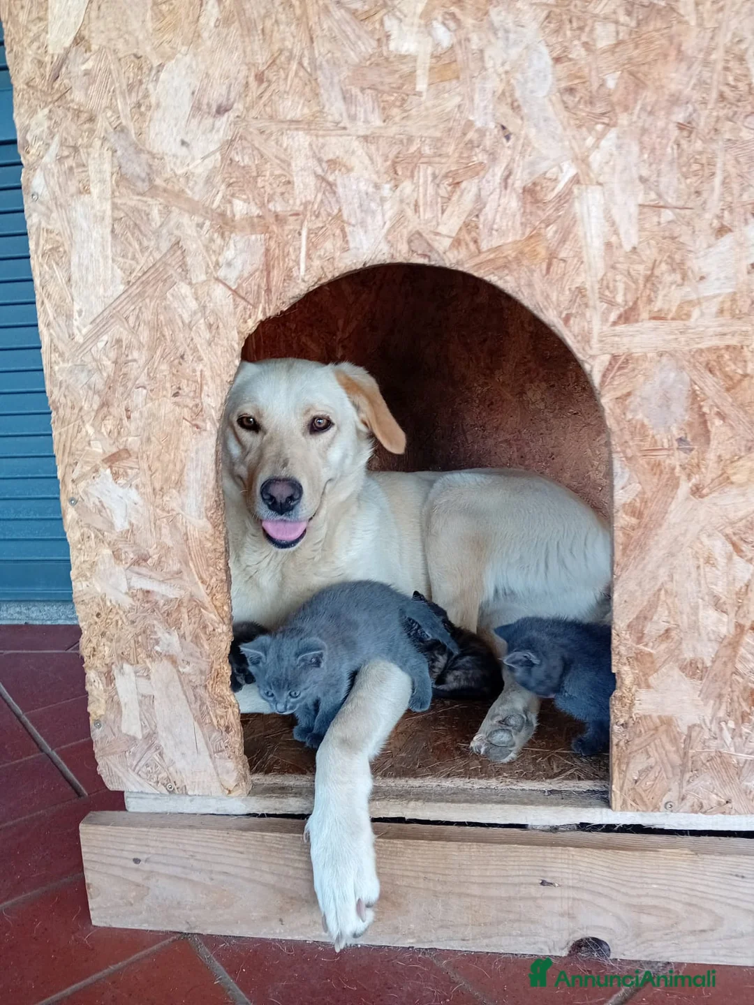 Meticcio gatti in regalo: Regaliamo cucciola di gatto femmina - Annuncio 2