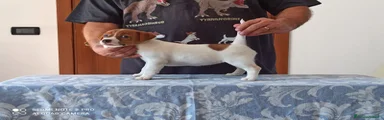 Jack Russell 5