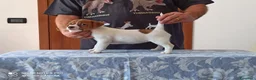 Jack Russell cani in vendita: Cucciolata jack Russell terrier con pedigree  - Annuncio 10