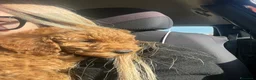 Barboncino cani in vendita: Barboncino nano  a Provincia di Brescia - Annuncio 10