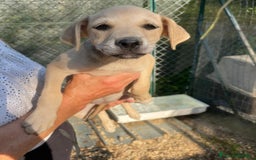 Meticcio cani in regalo: GLI SPLENDIDI AMERICANINI a Provincia di Frosinone - Immagine 1