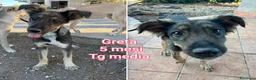 Meticcio cani in regalo: CUCCIOLI SOLI ED ESCLUSI  a Città Metropolitana di Genova - Annuncio 3