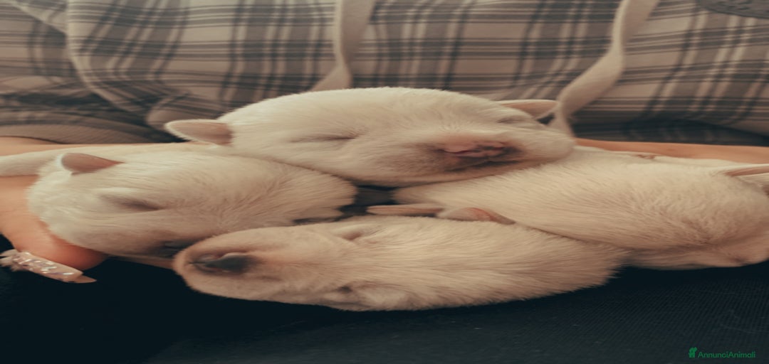 Immagine della galleria {{count}}