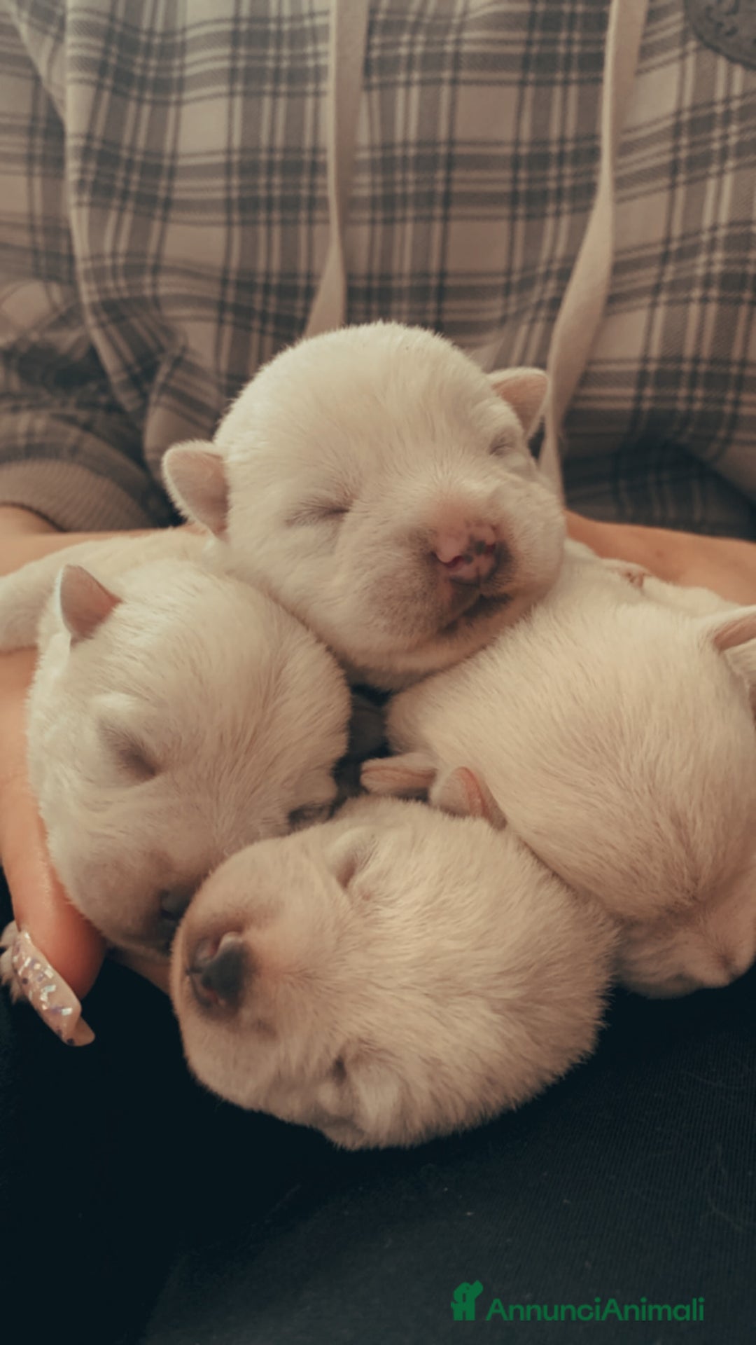 Immagine della galleria {{count}}