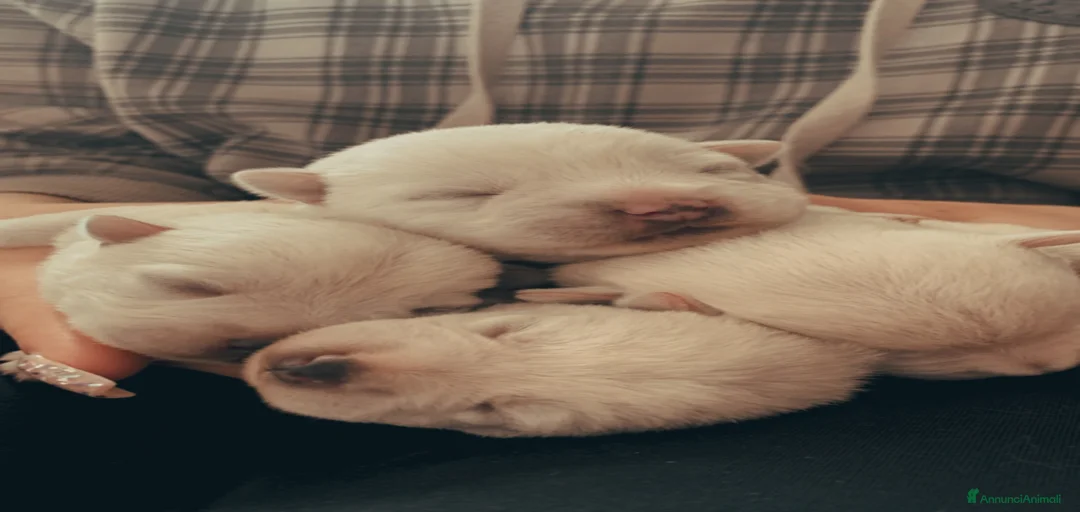 Immagine della galleria {{count}}