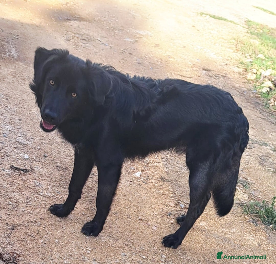Meticcio cani in regalo: BLACKY MIX BORDER COLLIE  - Annuncio 5
