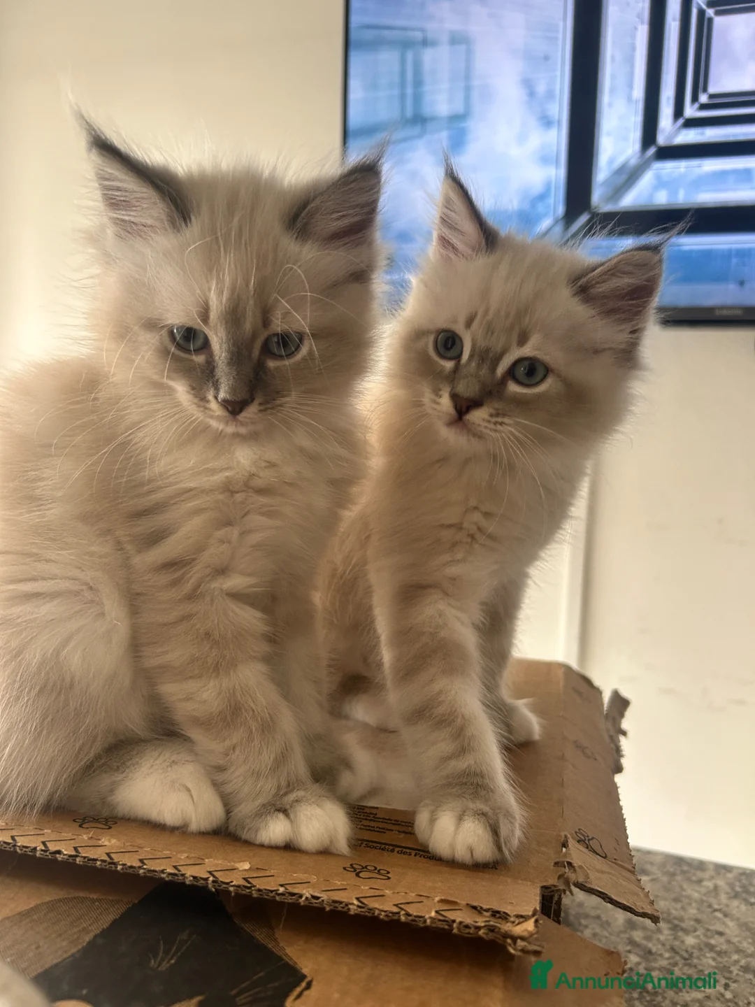 Ragdoll gatti in vendita: Cuccioli ragdoll  a Città metropolitana di Roma Capitale - Annuncio 1