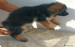 Pastore Tedesco cani in vendita: Cuccioli pastore tedesco - Immagine 4