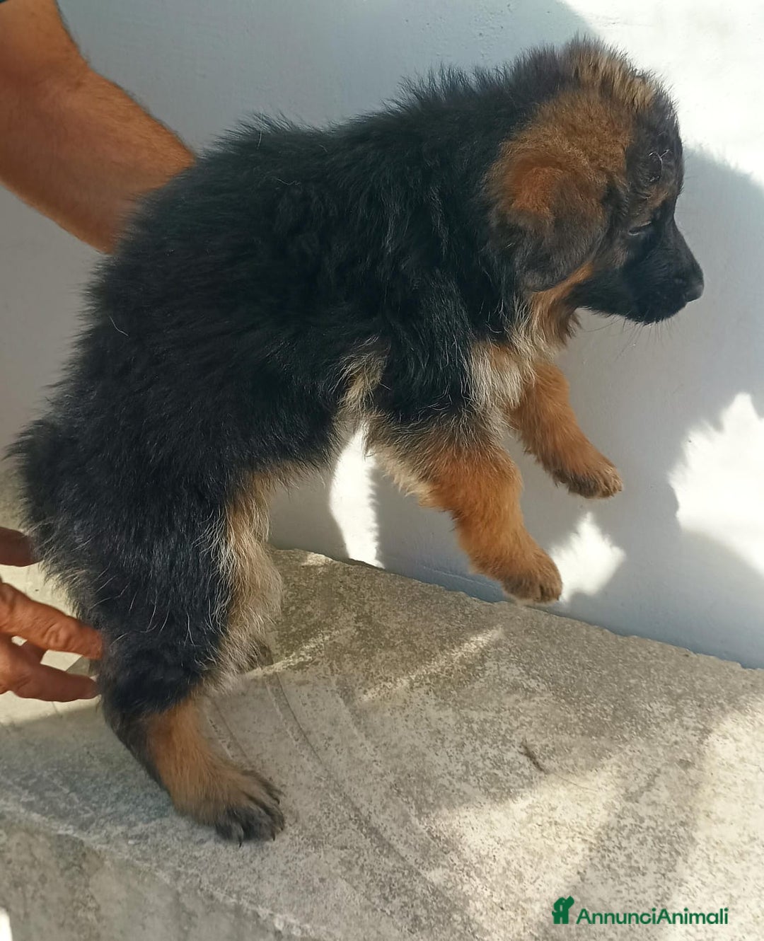 Pastore Tedesco cani in vendita: Cuccioli pastore tedesco - Immagine 4