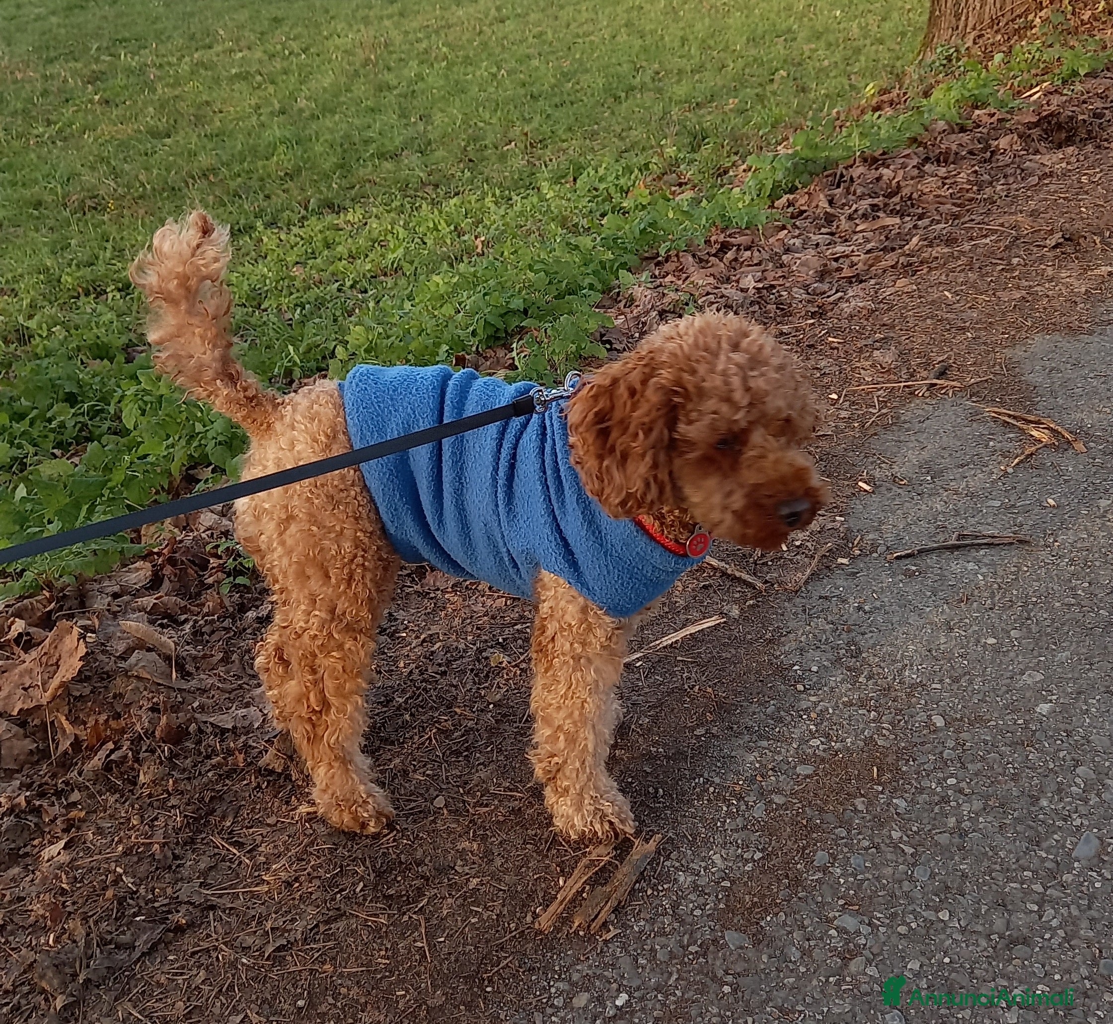 Barboncino cani Ultimo maschietto disponibile barboncino Red - Annuncio 1