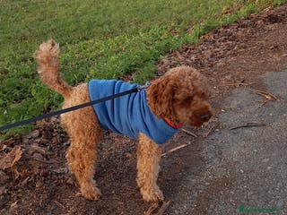 Barboncino cani Ultimo maschietto disponibile barboncino Red - Annuncio 13