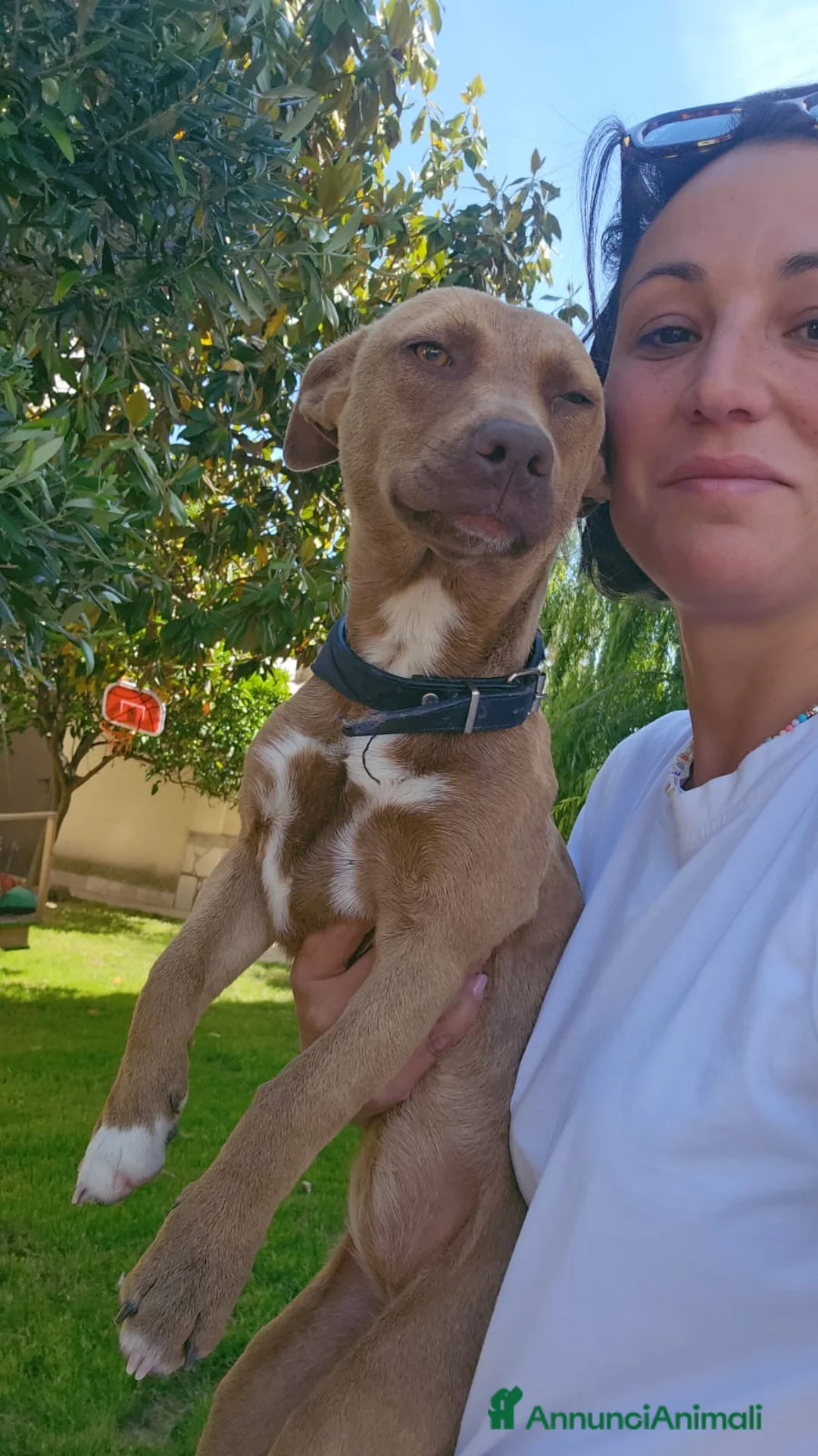 Meticcio cani in regalo: Pandora: cucciolotta taglia piccola socievole  - Annuncio 12