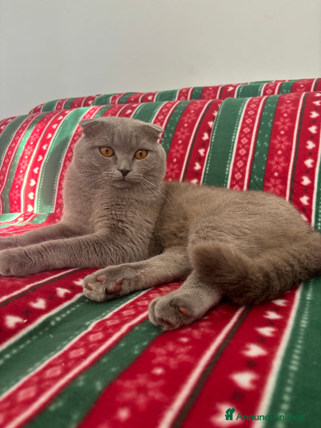 Scottish gatti per accoppiamento: Arturo Scottish fold, accoppiamento! - Annuncio 2