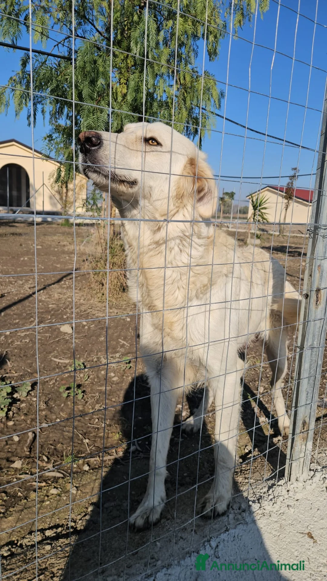 Meticcio cani in regalo: Sofia: docile, socievole, equilibrata - Annuncio 14