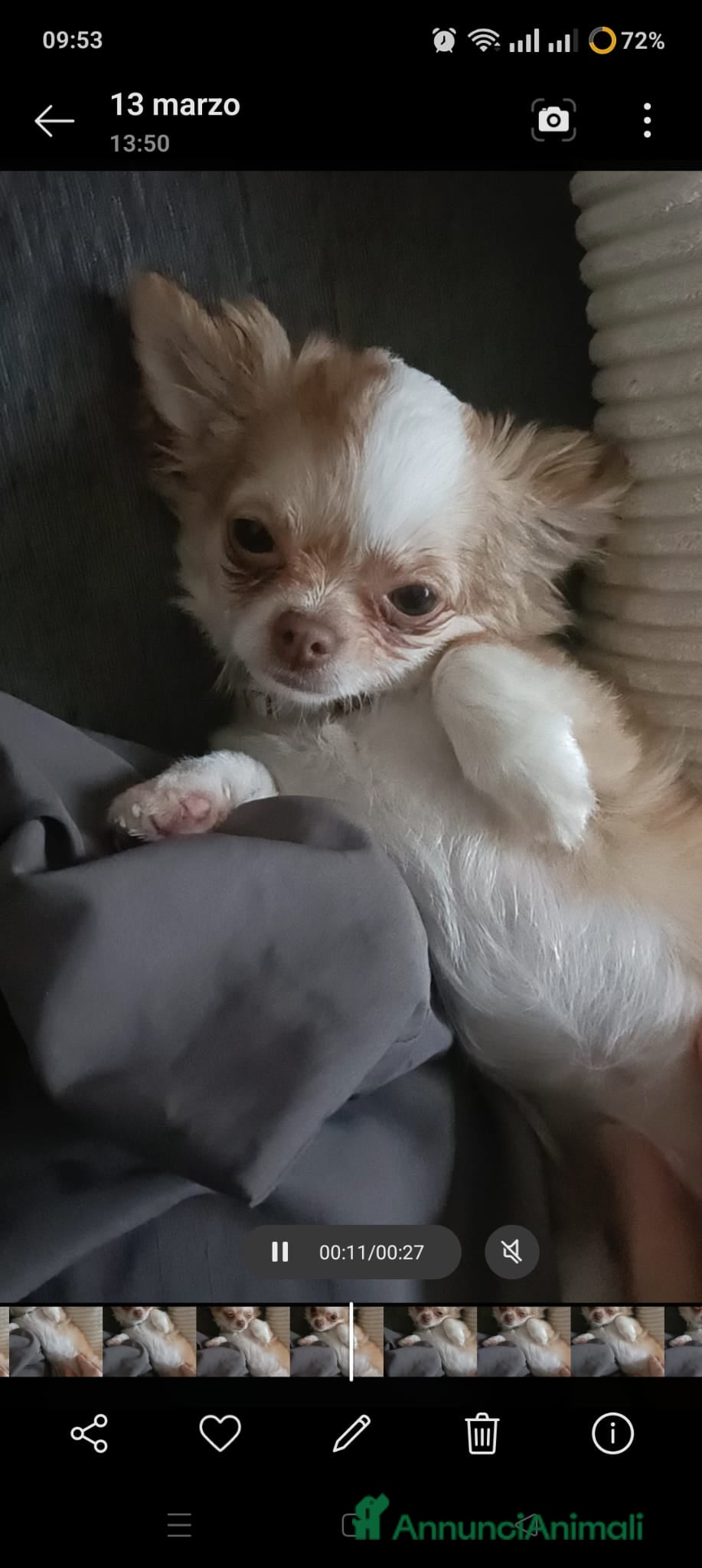 Chihuahua cani Chiuauaua mini - Annuncio 19