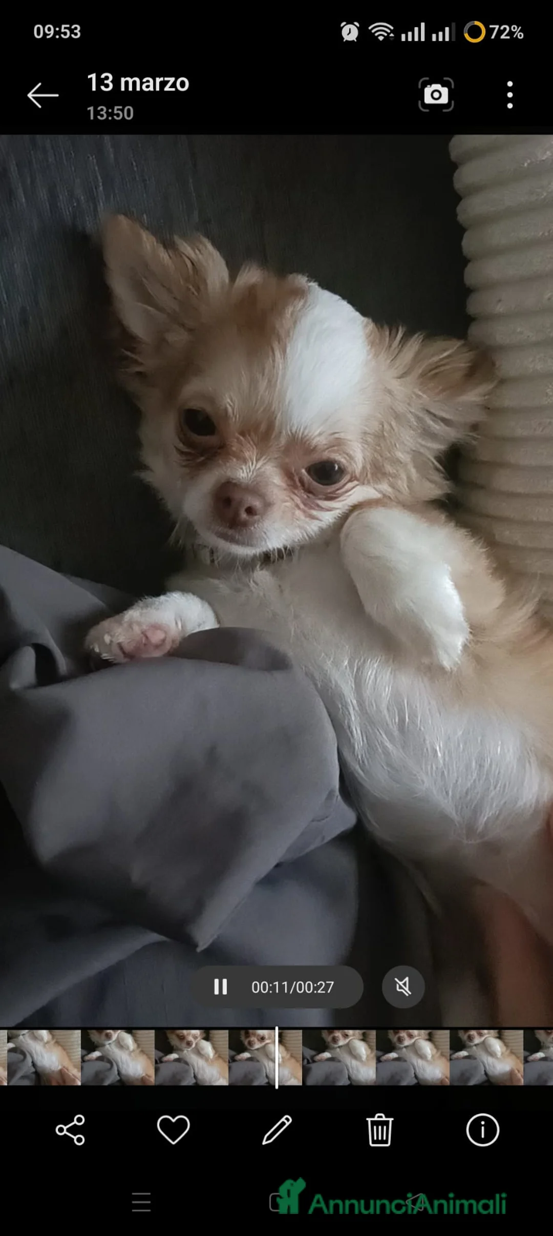 Chihuahua cani in vendita: Chiuauaua mini a Città metropolitana di Roma Capitale - Annuncio 1