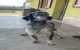 Setter Inglese cani in vendita: Vendo cuccioli di setter inglese  a Provincia di Monza e della Brianza - Immagine 1