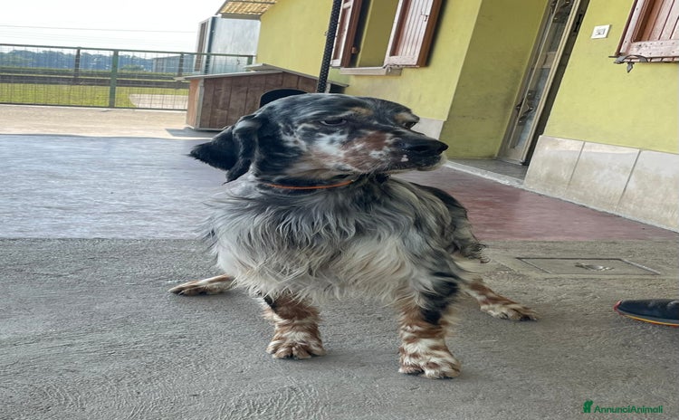 Setter Inglese cani a Provincia di Monza e della Brianza - Annuncio 2