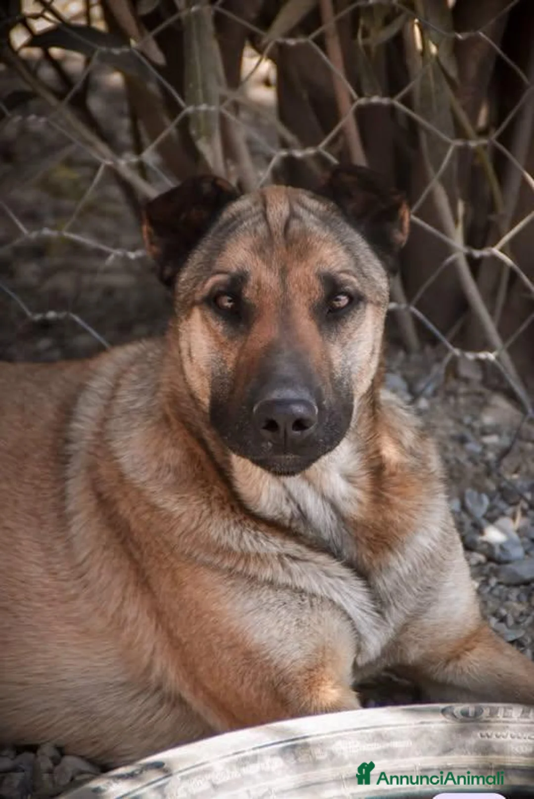Pastore Belga cani in regalo: Zakat - Annuncio 1