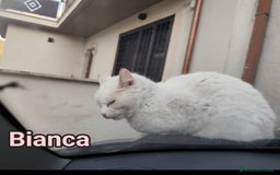 Europeo gatti in regalo: Micia bianca adulta URGENTE AIUTO SOS CASA ROMA a Città metropolitana di Milano - Immagine 5