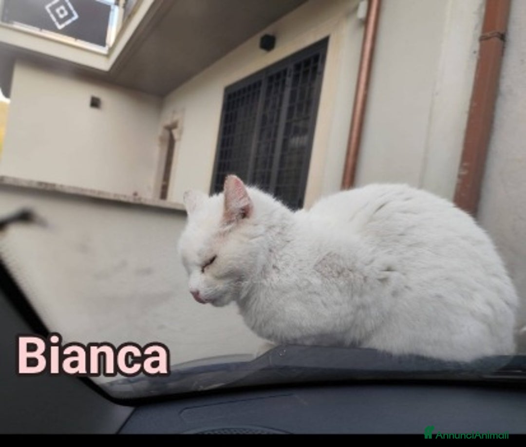 Europeo gatti in regalo: Micia bianca adulta URGENTE AIUTO SOS CASA ROMA a Città metropolitana di Milano - Immagine 5