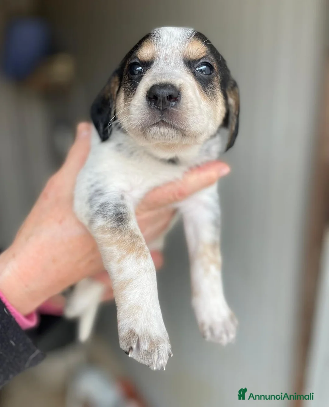 Segugio cani in regalo: SOS CLEMENTINA a Città metropolitana di Roma Capitale - Annuncio 1