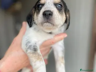 Segugio cani SOS CLEMENTINA a Città metropolitana di Roma Capitale - Annuncio 2