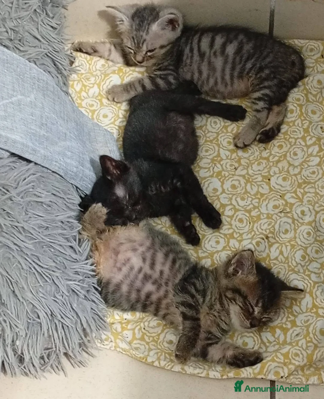 Meticcio gatti in regalo: Tre gattini - Annuncio 2