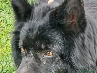 Meticcio cani NERONE HA BISOGNO DI TE, IN ADOZIONE A DISTANZA - Annuncio 3