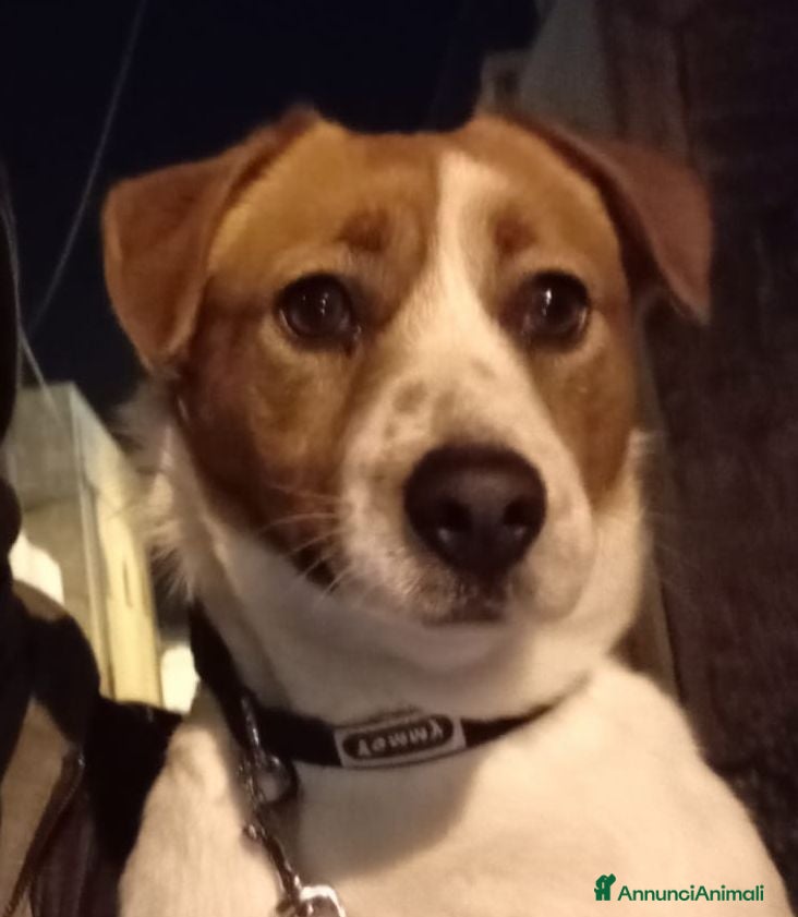 Jack Russell cani Jack Russell - Annuncio 1