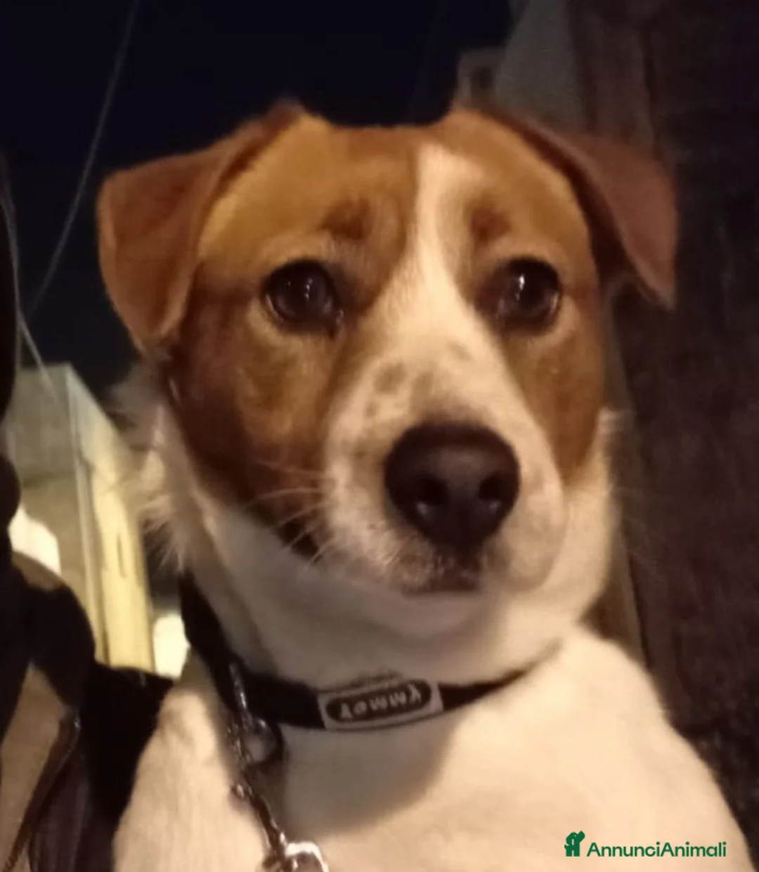 Jack Russell cani in vendita: Jack Russell a Provincia di Lecce - Annuncio 1