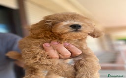 Barboncino cani in vendita: Bellissimo cucciolo di barboncino a Firenze - Immagine 4