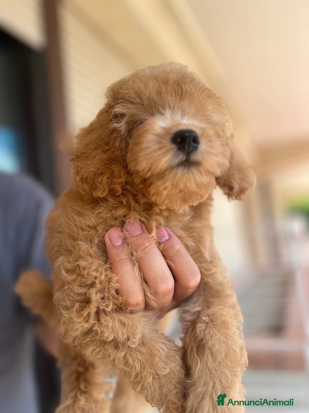 Barboncino cani in vendita: Bellissimo cucciolo di barboncino a Firenze - Immagine 4