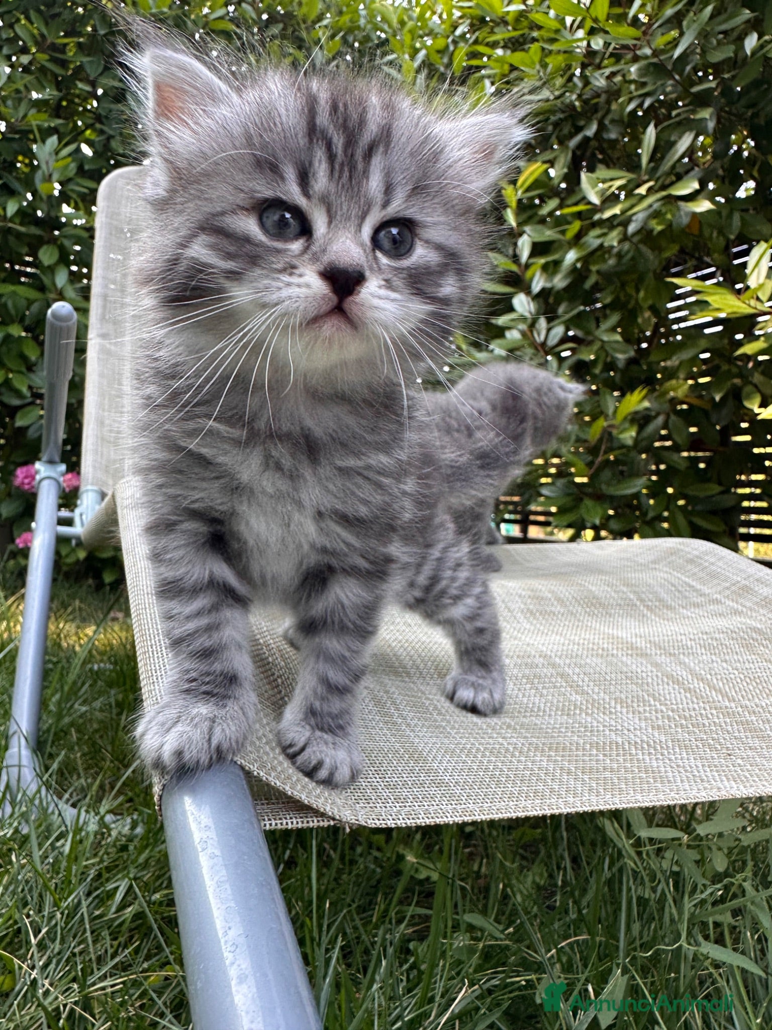 Siberiano gatti in vendita: Cuccioli di Siberiano ipoallergenico - Annuncio 1
