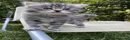 Siberiano gatti in vendita: Cuccioli di Siberiano ipoallergenico - Annuncio 1