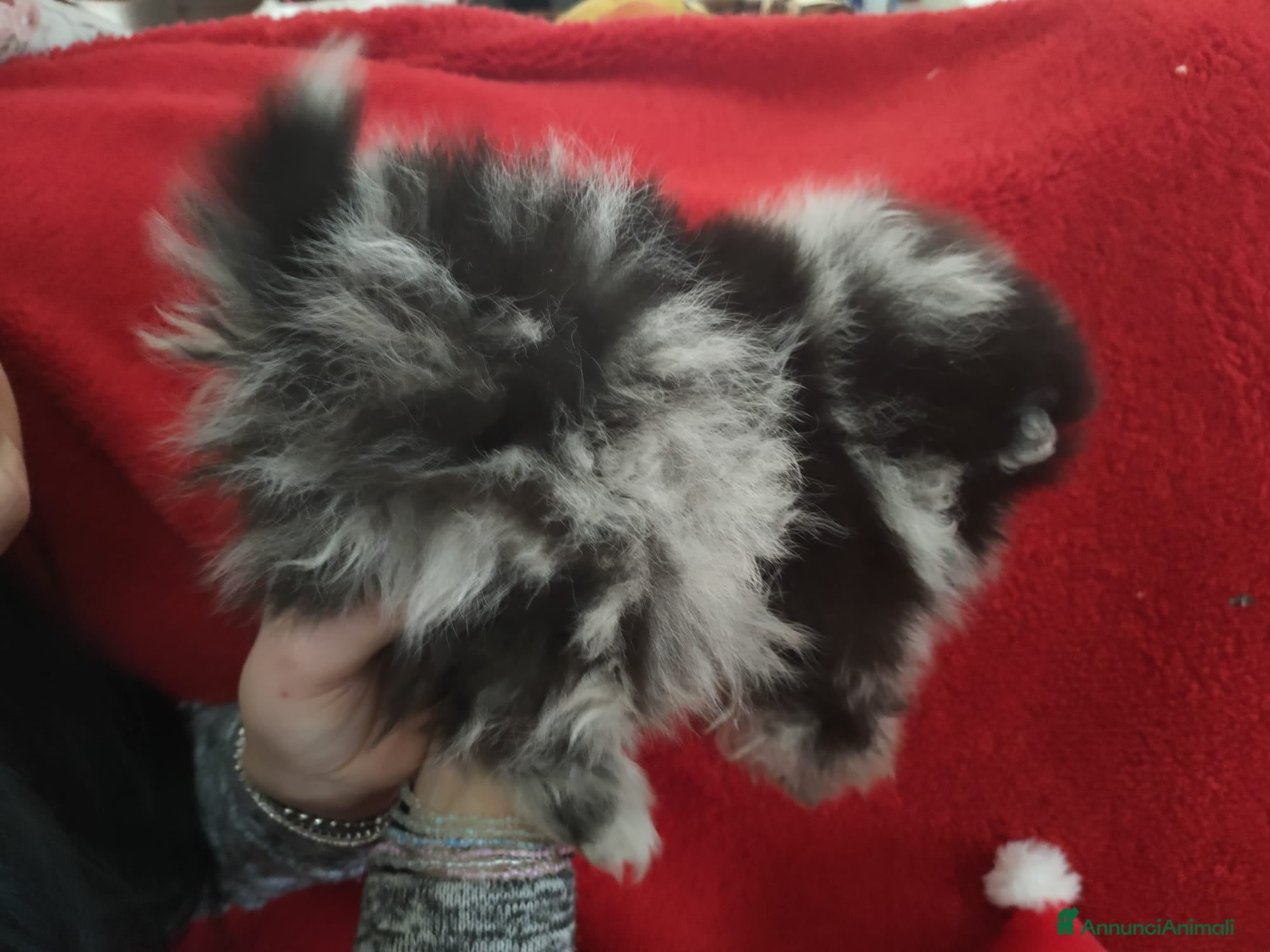 Volpino Pomerania cani Pomerania merle - Annuncio 2