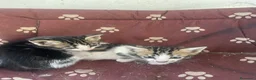 Europeo gatti in regalo: Regalo gattini in provincia di L’Aquila è Rieti - Annuncio 1