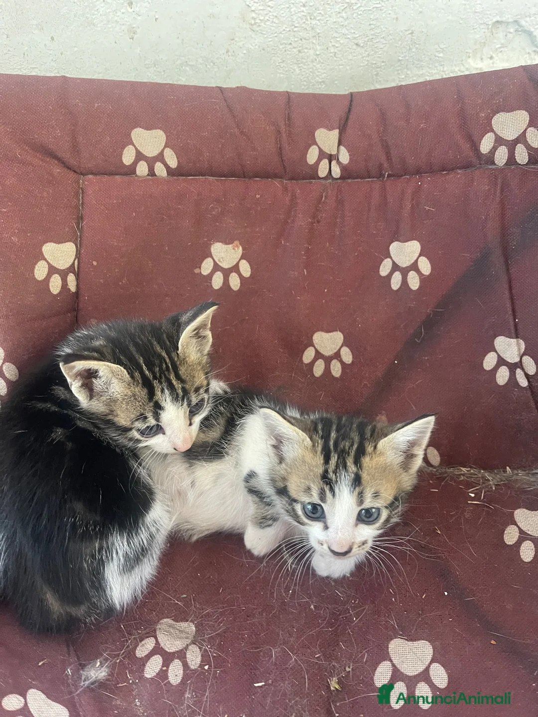 Europeo gatti in regalo: Regalo gattini in provincia di L’Aquila è Rieti - Annuncio 1